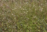 Linum catharticum.