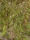 Linum catharticum. Plant.