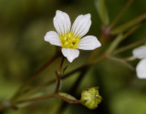 Linum catharticum. Close-up.