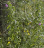 Epilobium hirsutum. Plants growing in the shade.