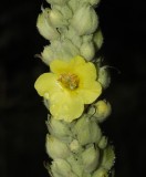 Verbascum densiflorum