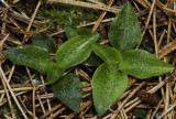 Goodyera repens var. ophioides. This variety has striped foliage.