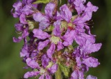 Lythrum salicaria. Close-up.