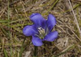 Gentiana pneumonanthe. From above