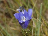 Gentiana pneumonanthe with fly.