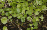 Hydrocotyle vulgaris.