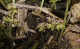 Hydrocotyle vulgaris flowers.