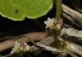 Hydrocotyle vulgaris flowers close-up.