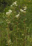 Filipendula ulmaria.