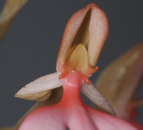 Habenaria erichmichaelii. Close-up.