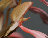 Habenaria erichmichaelii side. Close-up.