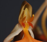 Habenaria rhodocheila. Close-up.