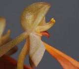 Habenaria rhodocheila, Side close-up.