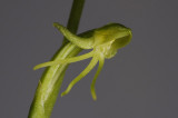 Habenaria tridactilytes. Side close-up.