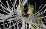 Habenaria medusa with waterdrops.