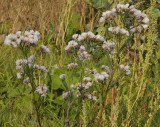 Aster tripolium.