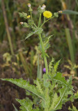 Sonchus asper.