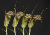 Pterostylis truncata. 4 flowers.