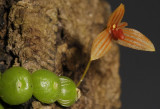 Bulbophyllum moniliforme. Close-up.