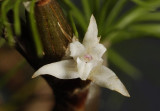 Pityphyllum amesianum. Close-up.