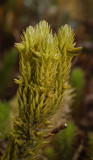 Huperzia selago. Close-up.