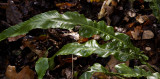 Asplenium scolopendrium. Frond.