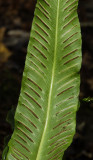 Asplenium scolopendrium. Underside of frond.
