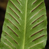 Asplenium scolopendrium. Close-up.