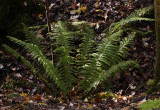 Polystichum aculeatum.