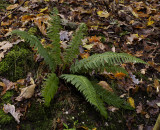 Polystichum aculeatum.