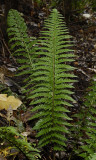 Polystichum aculeatum. Frond.