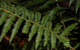 Polystichum setiferum. Frond.