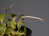 Bulbophyllum alticolum.