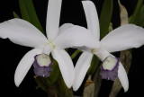 Cattleya perrinii coerulea. Closer.