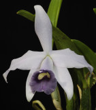 Cattleya pumila coerulea. Close-up.