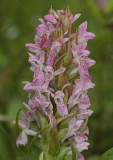 Dactylorhiza incarnata var. lobelii. Close-up