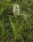 Dactylorhiza incarnata. Pale form