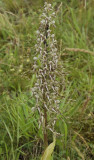 Himantoglossum hircinum.