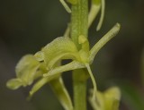 Liparis loeselii. Close-up