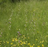 A field of Ophrys apifera in the Province of Zeeland