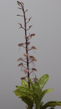 Liparis tricallosa.