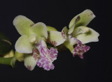 Sedirea japonica 'Daruma'.