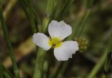 Baldellia ranunculoidea subsp. repens. Close-up.