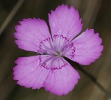Dianthus deltoides. Close-up.