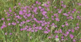 Dianthus deltoides. Large plant.