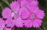 Dianthus deltoides. close-up