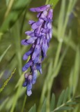 Vicia cracca.