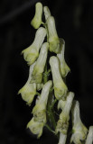 Aconitum vulparia.