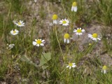 Matricaria chamomilla.
