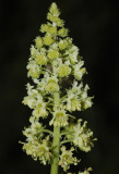 Reseda lutea. Close-up.